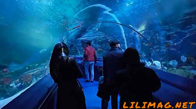 جاذبه گردشگری استانبول که باید حتما بینید، آکواریوم فلوریا استانبول(Istanbul Aquarium)